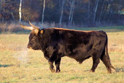 heck cattle bull